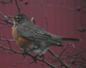 An American Robin in Grimsby (02/01/04)