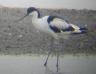 Avocet at Titchwell 29/7/02