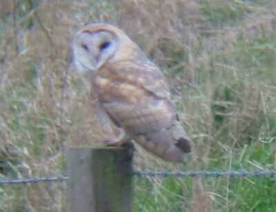 A Barn Owl at Welney (10/2/03)