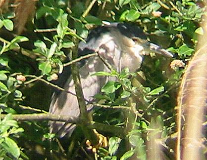Black-crowned Night Heron at Titchwell (22/5/02)