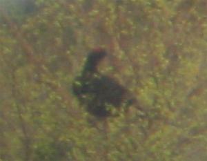 A Black Grouse near Loch Garten (14/05/04)