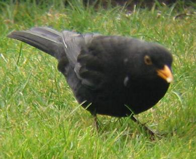A Blackbird in Whaplode (15/04/02)