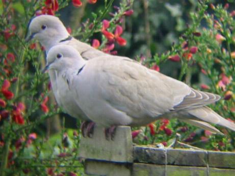 Collared Doves on our garden bird feeder