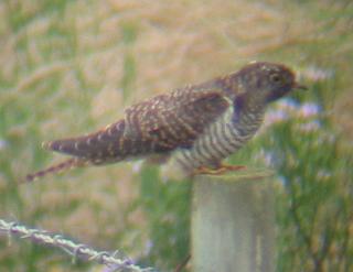 A Cuckoo at RSPB Frampton Marsh 27/8/02