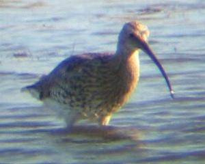 A Curlew at Titchwell (2/10/03)