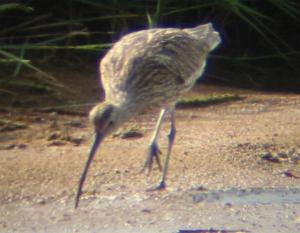 A Curlew at Gibralter Pt. (19/07/04)