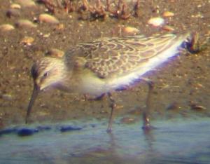 A Curlew Sandpiper at Titchwell (2/10/03)