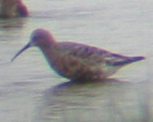 A Curlew Sandpiper at Cley (20/5/04)