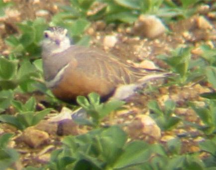 A female Dotterel at Great Ravely (25/4/02)