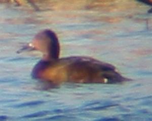 A Ferruginous Duck at Elstow Clay Pits (13/01/04)