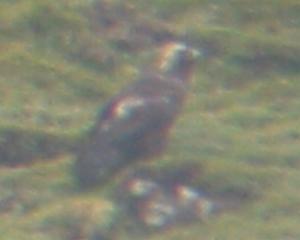 A Golden Eagle on Skye (15/05/04)