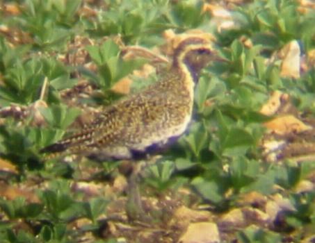 Golden Plover at Great Ravely (24/4/02)