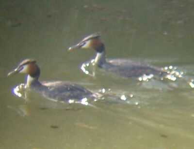 Great-crested Grebes near Boston (19/3/03)