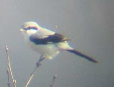 A Great Grey Shrike at Royden Common (17/3/03)