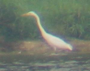A Great White Egret at Eyebrook (10/08/03)