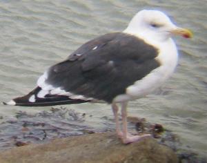 A Greater Black-backed Gull on St. Mary's 19/10/03