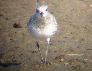A Grey Plover at Titchwell (2/10/03)