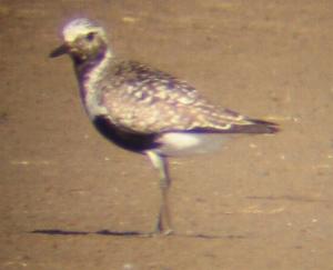 A Grey Plover at Titchwell (1/9/04)