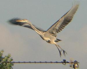 A Grey Heron in Whaplode (19/09/03)