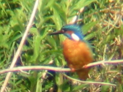 A Kingfisher at Flitcham (27/5/02)