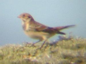 A Lapland Bunting on Porthellick Down (18/10/04)