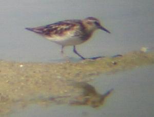 A Least Sandpiper at Tring Resevoir (06/08/03)