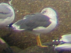 A Lesser Black-backed Gull on St Mary's (20/10/03)