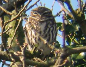 A Little Owl at Chosley Barns (01/03/04)