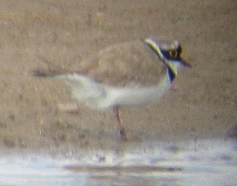 A Little Ringed Plover at Frieston Shore (31/5/02)