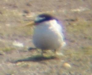 A Little Tern.jpg at Titchwell (23/07/04)