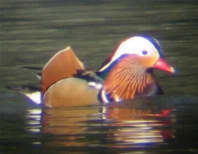 A Mandarin Duck at Stocksgrove (22/2/03)