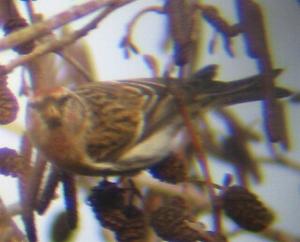 A Mealy Redpoll at Titchwell (01/01/05)