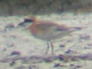A "Mongolian" Sandplover at Keyhaven (23/07/03)