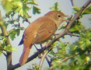 A Nightingale at Little Paxton (22/04/03)