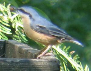 A Nuthatch at Sandringham (1/9/04)