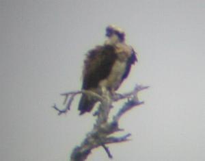 An Osprey at Loch Garten (14/05/04)