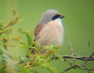 A Red-backed Shrike at Titchwell (11.5/04)