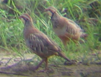Red-legged Partridge at Gedney Drove End 12/8/02