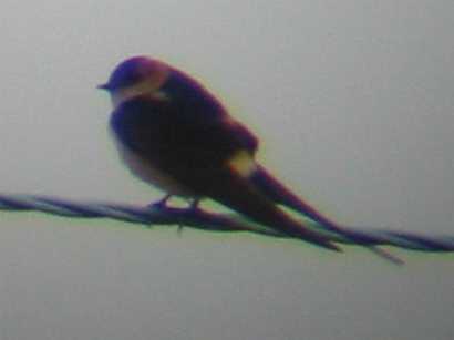A Red-rumped Swallow at Frieston Shore (26/4/03)