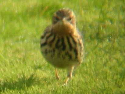 A Red-throated Pipit at Tresco Heliport 19/10/02