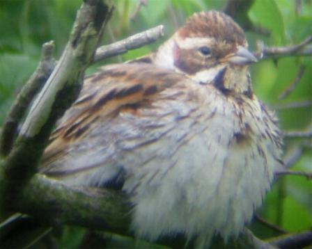 A Female Reed Bunting at Hardley Flood (19/6/02)