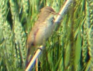 A Reed Warbler at Gedney Drove End (13/06/03)