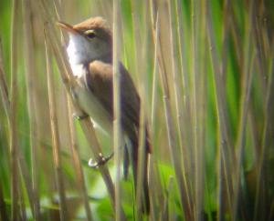 A Reed Warbler at Cley (05/06/04)