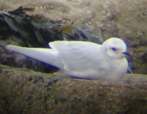 A Ross's Gull at Scarborough (18/3/02)