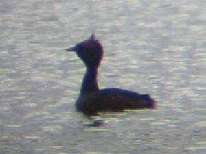 A Slavonian Grebe in the Highlands (14/05/06)