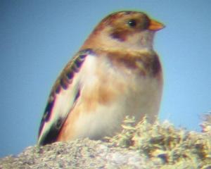 A Snow Bunting on Porthellick Down (18/10/04)