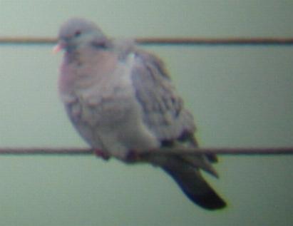 A Stock Dove at Welney