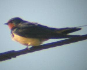 A Swallow at RAF Holbeach (18/05/04)