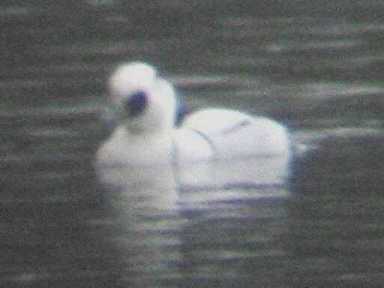 A Smew at Little Paxton (15/1/03)
