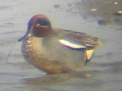 A Eurasian Teal at Titchwell (17/3/03)
